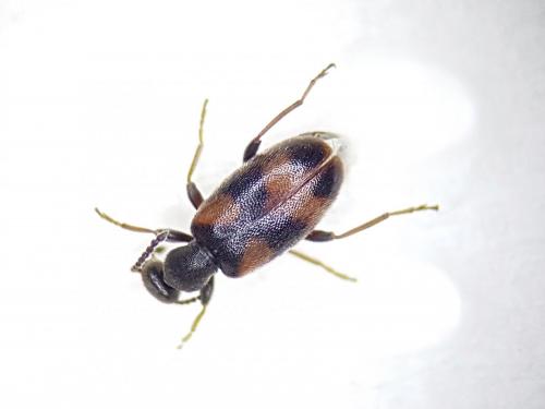 Réf. 244 325 : Anthicus antherinus